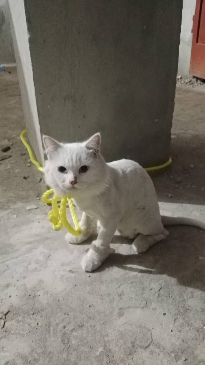 cats 0