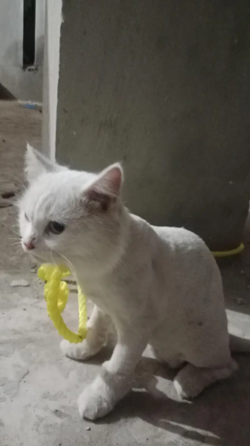 cats — photo 2