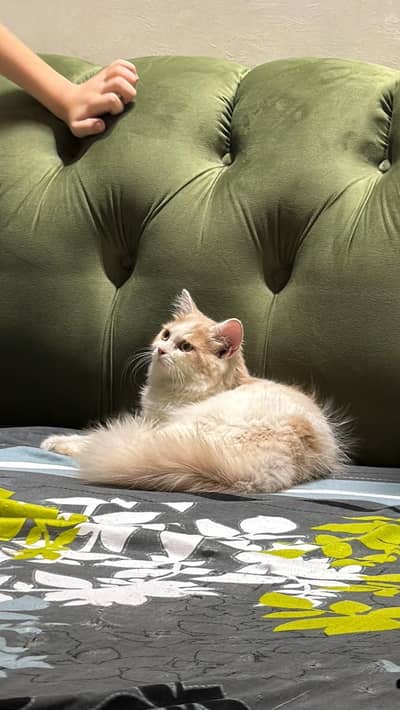 Persian cat