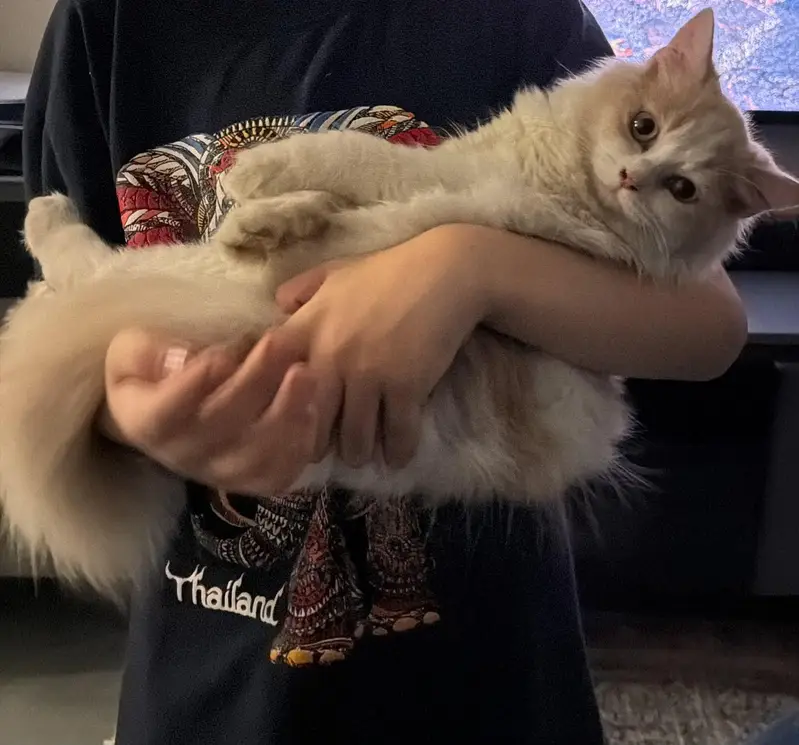 Persian cat — photo 2