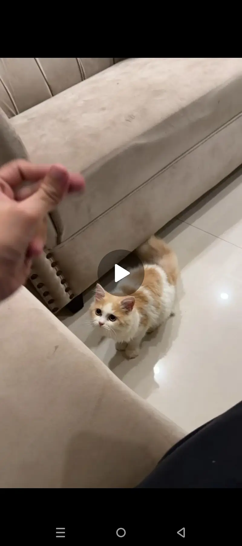 Persian cat — photo 3
