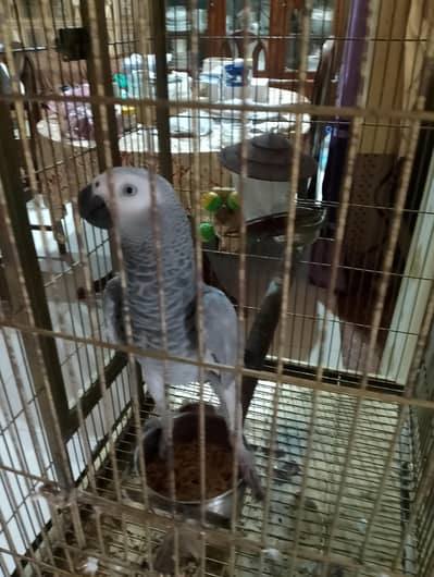 African Grey Parrot Hand Tamed