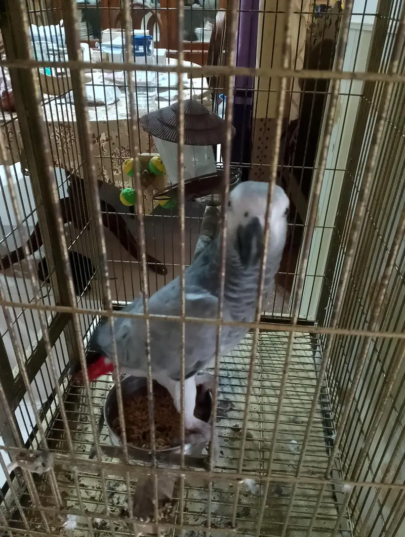 African Grey Parrot Hand Tamed — photo 2