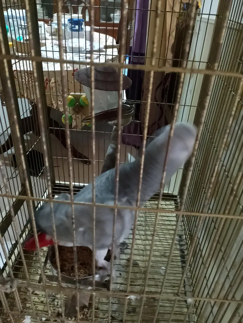 African Grey Parrot Hand Tamed — photo 3