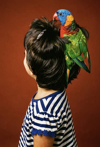 Rainbow lorikeet parrot