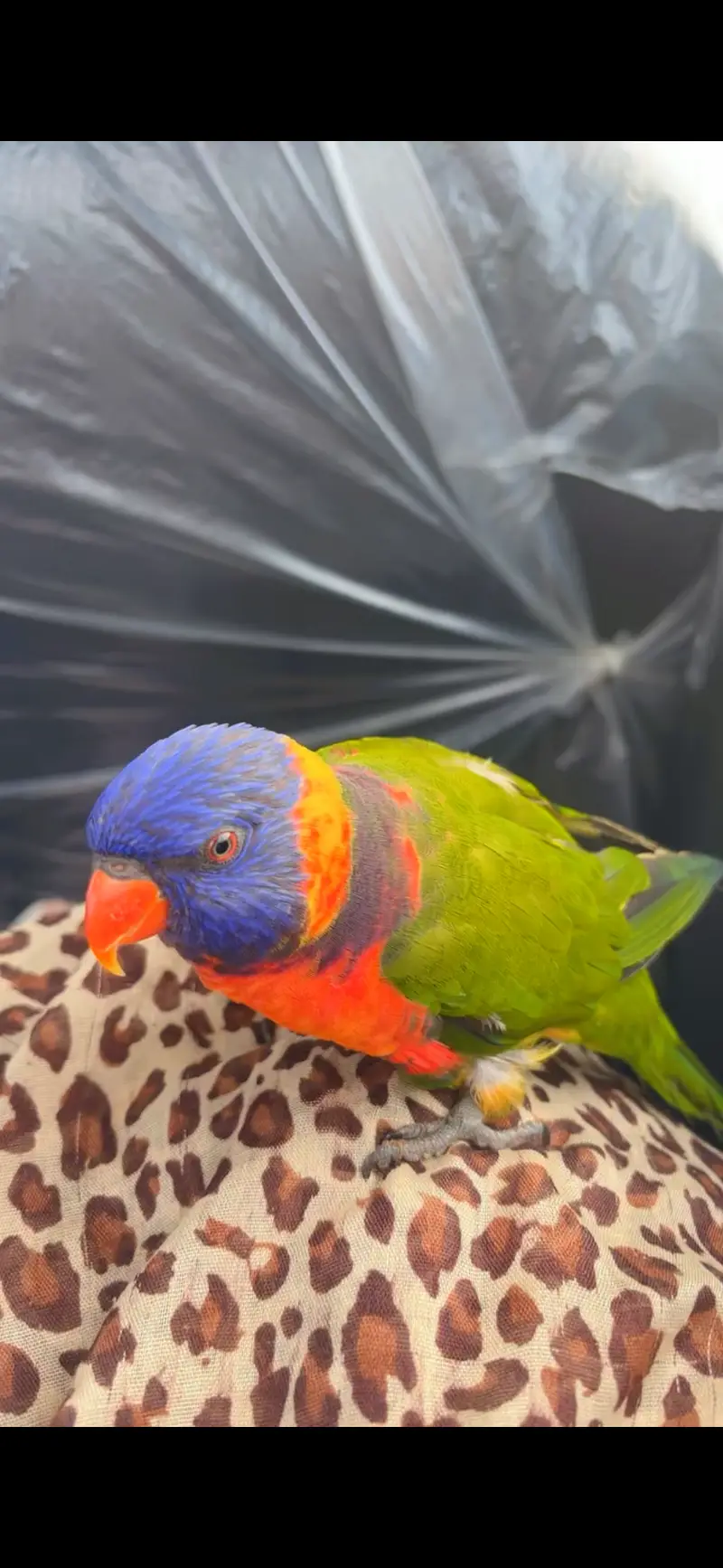 Rainbow lorikeet parrot — photo 2