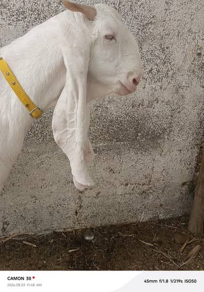 Gulabi Gabban bakri