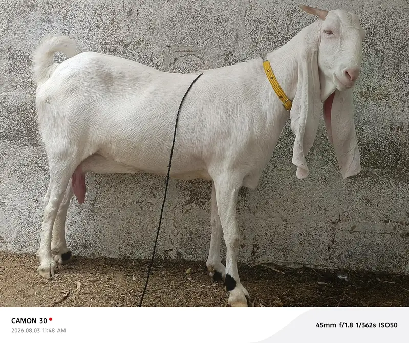 Gulabi Gabban bakri — photo 2