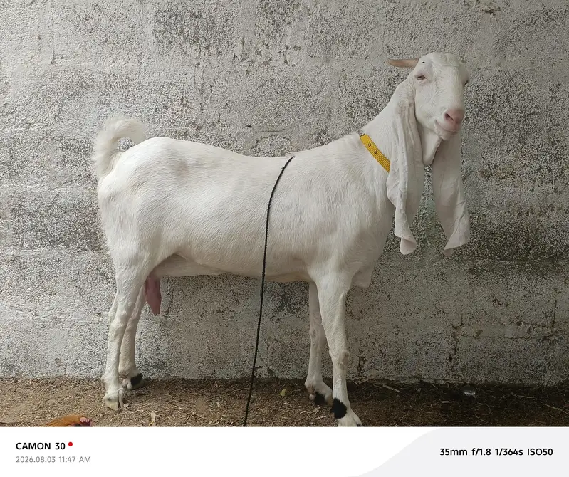 Gulabi Gabban bakri — photo 3