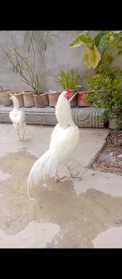aseel heera breeder pair