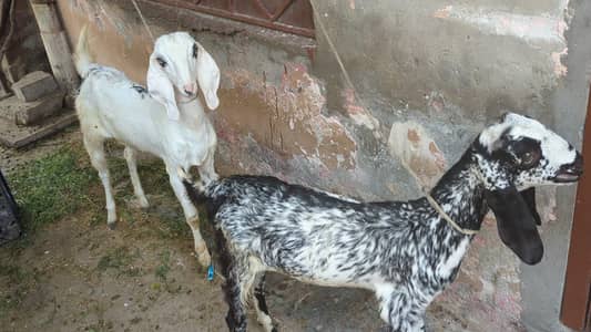 2 Goats For Sale | Final 60k Total | 6 to 7 Months Age