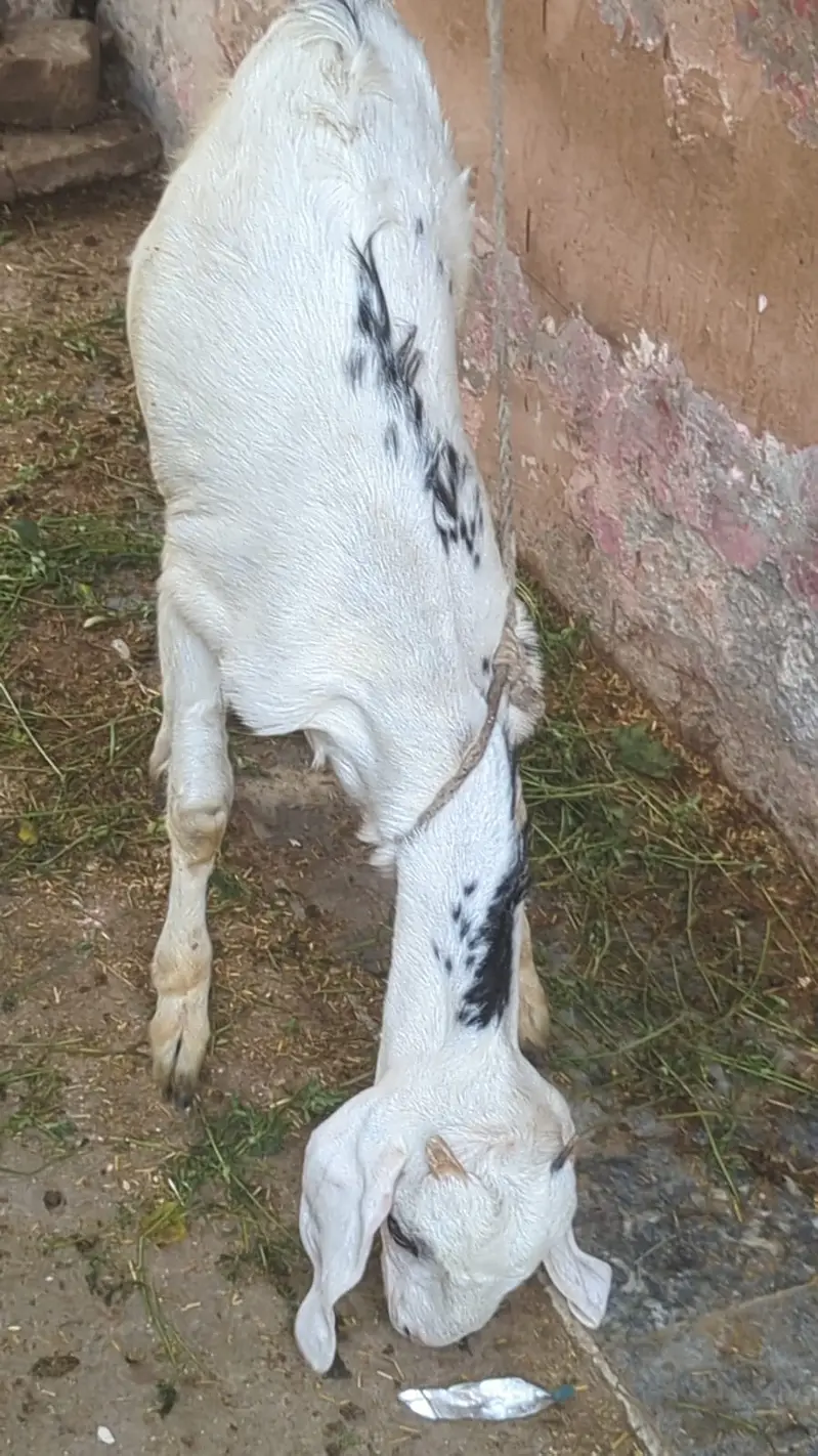 2 Goats For Sale | Final 60k Total | 6 to 7 Months Age — photo 2