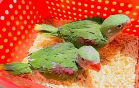 Kashmiri Raw Chicks Pair Male Female