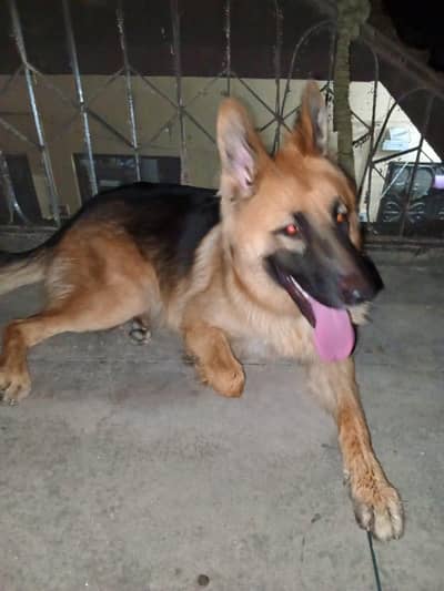 German Shepherd Breeder Female | Adult Gsd Female | Gsd Female |