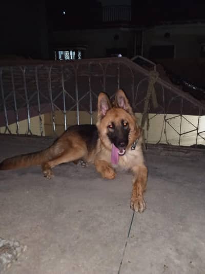 German Shepherd Breeder Female | Adult Gsd Female | Gsd Female |