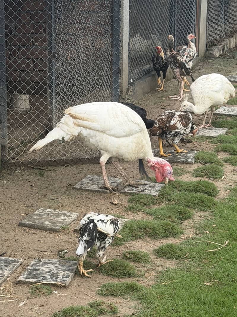 Turkey pair available 0