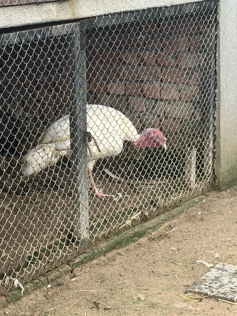 Turkey pair available 1