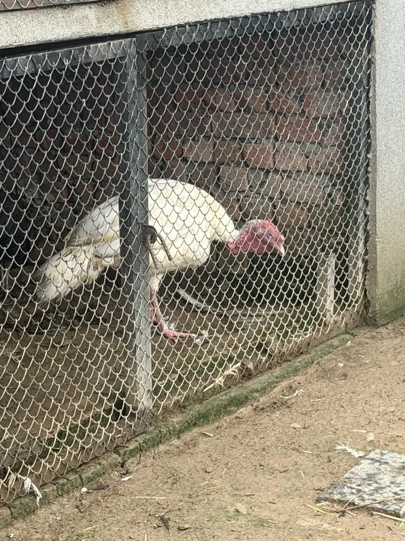 Turkey pair available — photo 2