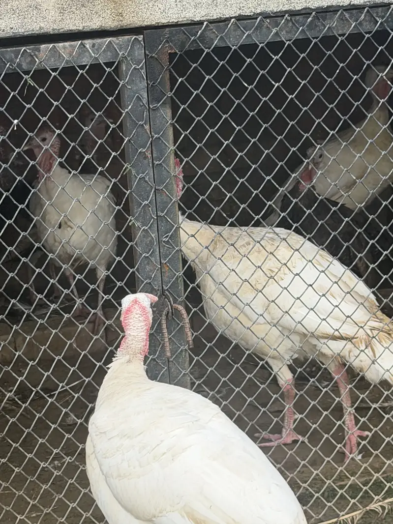 Turkey pair available — photo 3