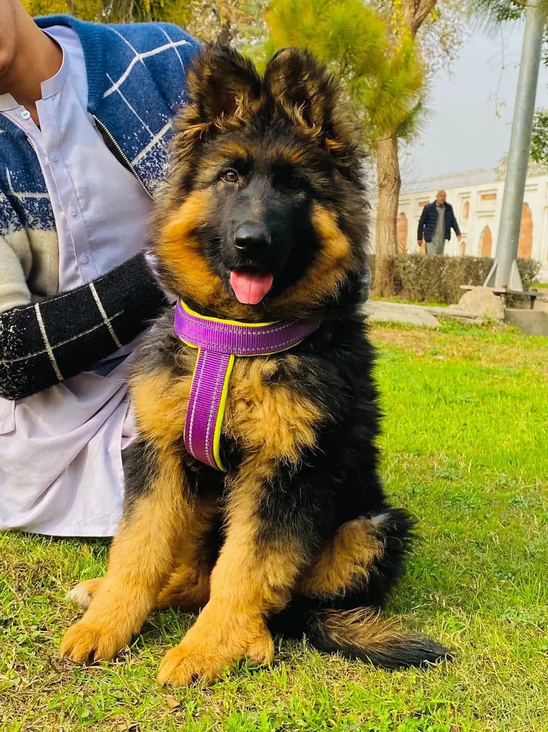 German Shepherd puppy Dog for sale — photo 2