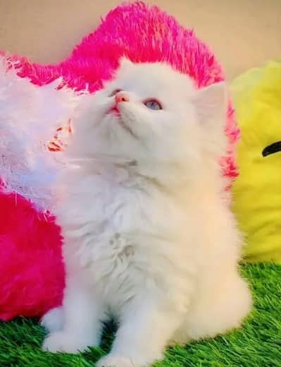 (Persian female kitten) (for sale all) (Pakistan delivery available)
