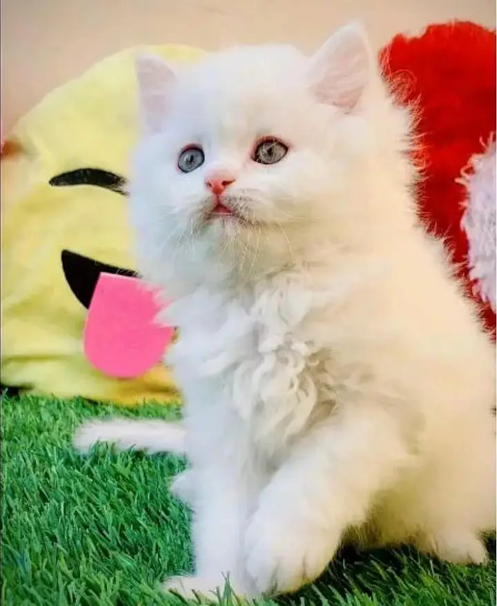 (Persian female kitten) (for sale all) (Pakistan delivery available) — photo 2
