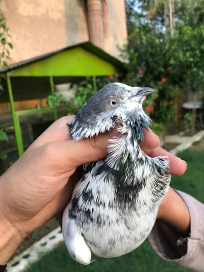 pipllan wala breeder pair