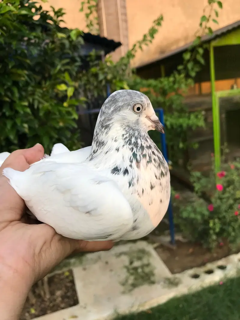 pipllan wala breeder pair — photo 2