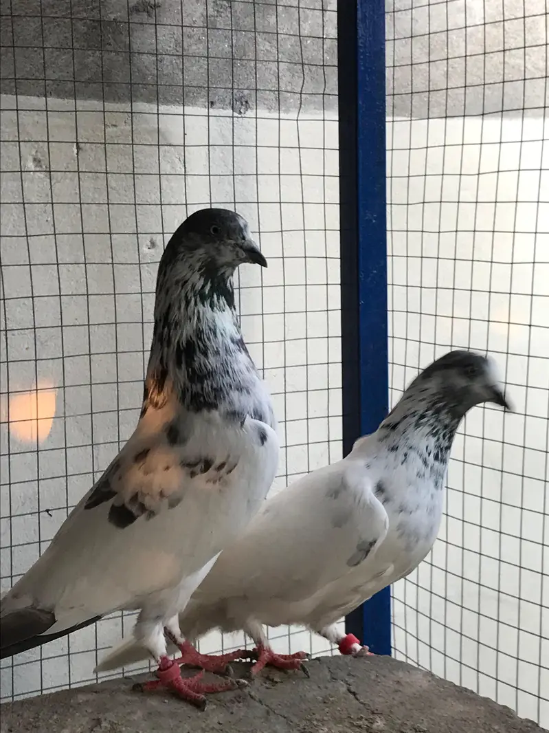 pipllan wala breeder pair — photo 3