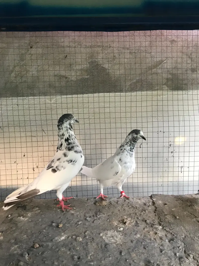 pipllan wala breeder pair — photo 4