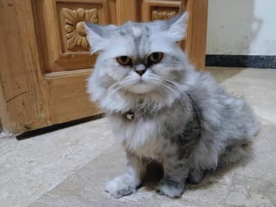 CUTE PERSIAN CATS || AGE 7 MONTHS || BOTH ARE FEMALES || FULLY TRAINED