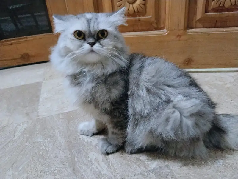 CUTE PERSIAN CATS || AGE 7 MONTHS || BOTH ARE FEMALES || FULLY TRAINED — photo 3