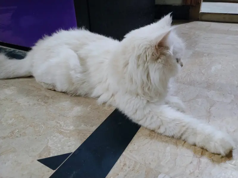 CUTE PERSIAN CATS || AGE 7 MONTHS || BOTH ARE FEMALES || FULLY TRAINED — photo 4