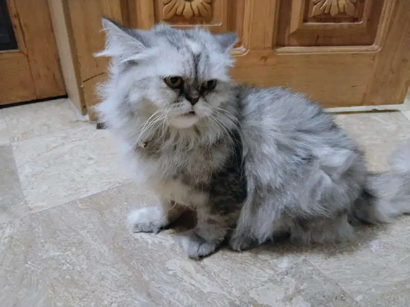 CUTE PERSIAN CATS || AGE 7 MONTHS || BOTH ARE FEMALES || FULLY TRAINED — photo 5