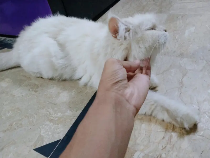 CUTE PERSIAN CATS || AGE 7 MONTHS || BOTH ARE FEMALES || FULLY TRAINED — photo 6