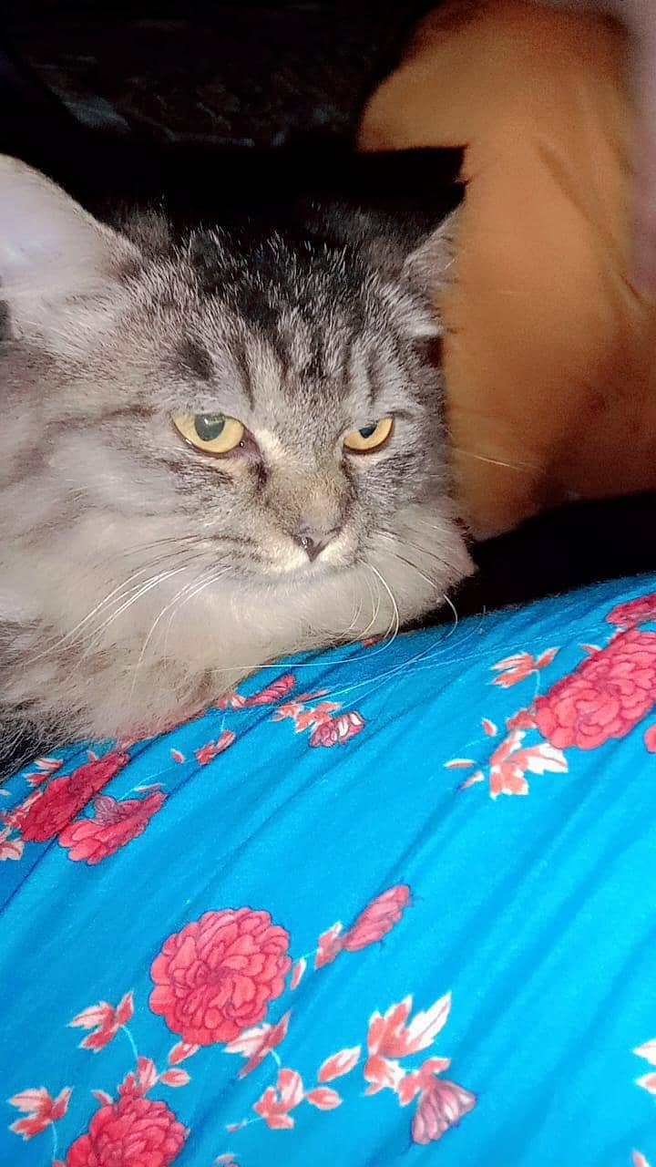 Persian cat 0