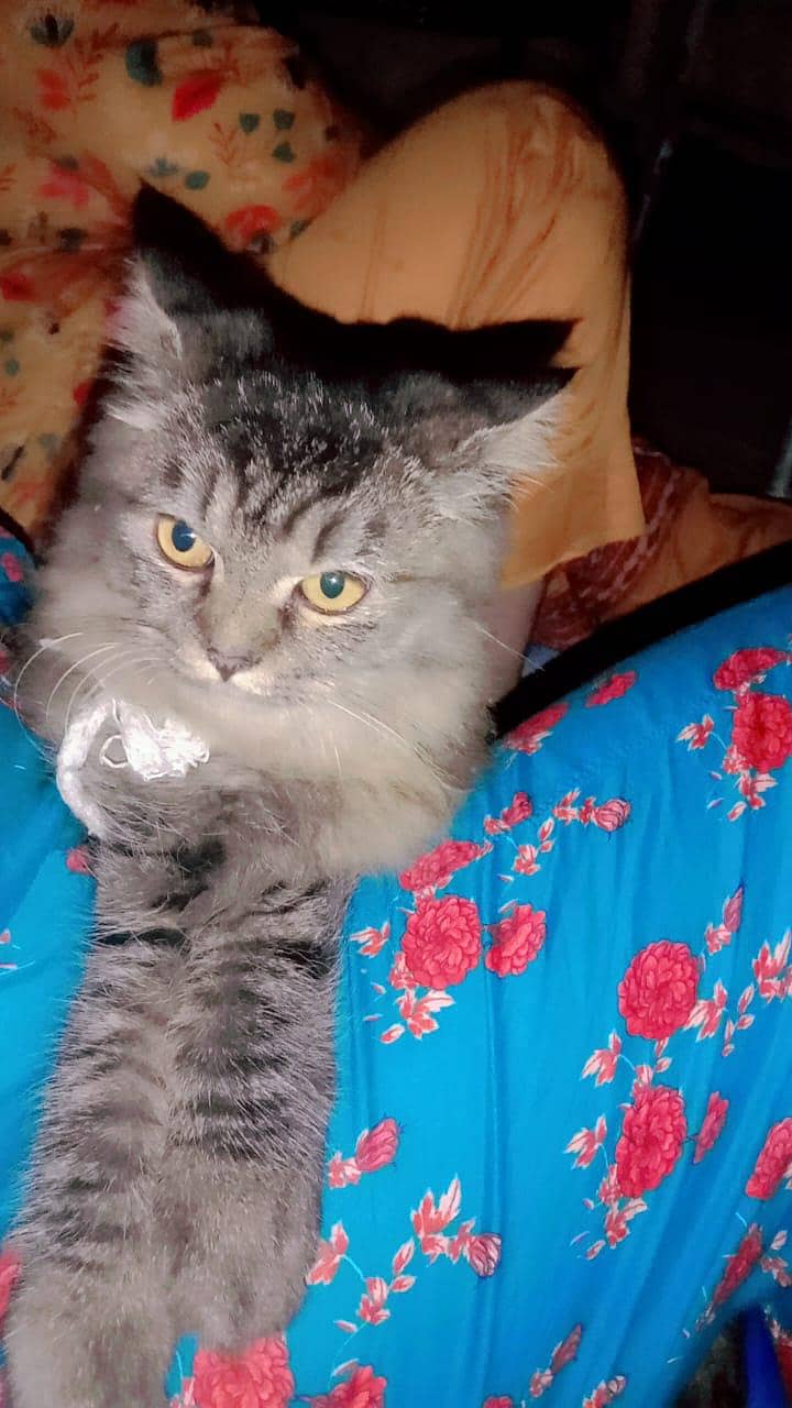 Persian cat 1