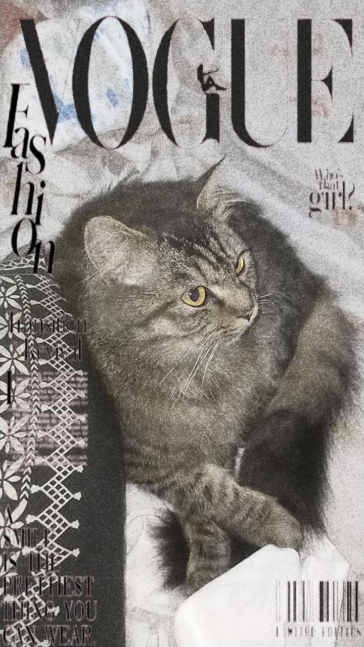 Persian cat 2