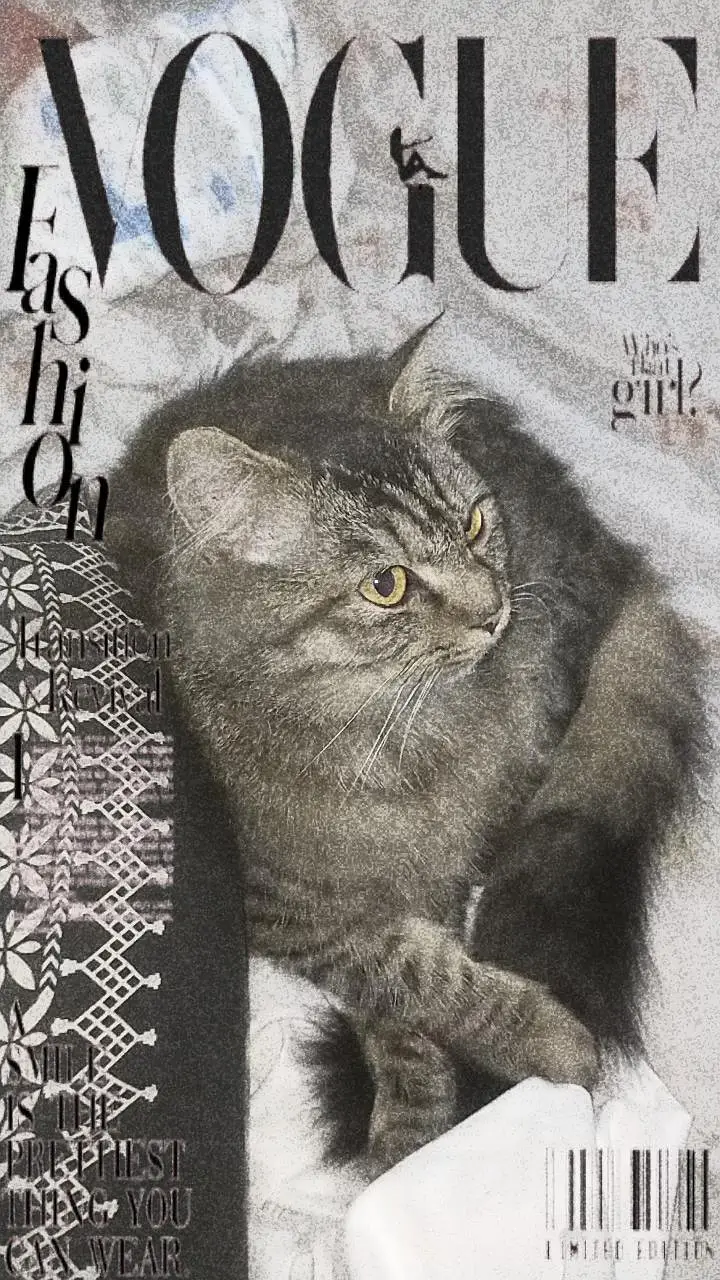 Persian cat — photo 3