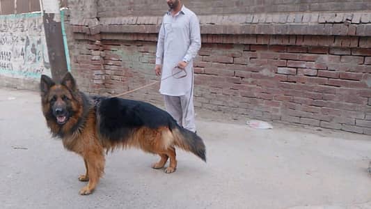gsd long cort male