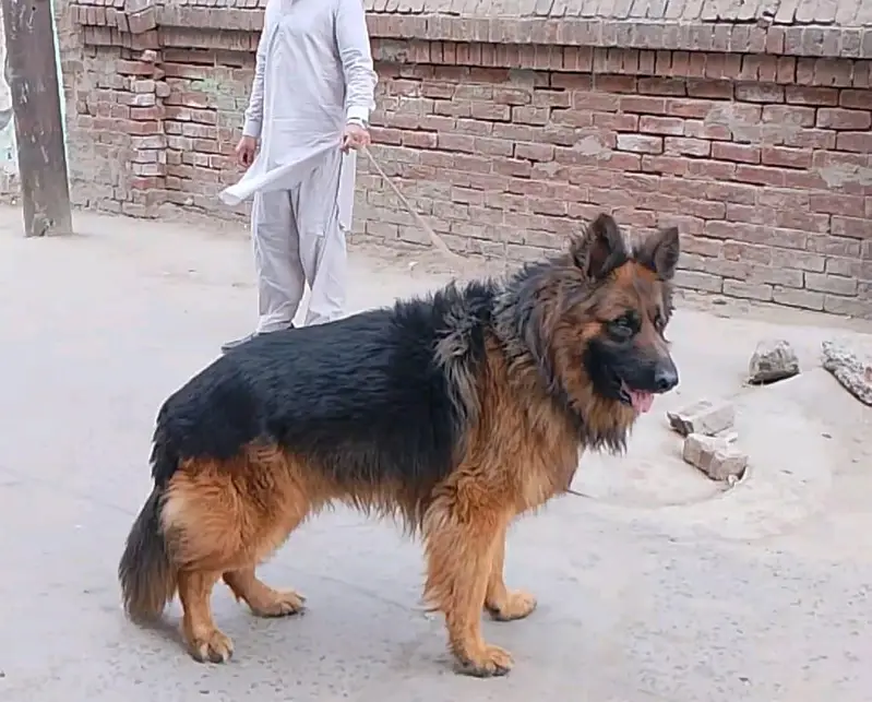 gsd long cort male — photo 2