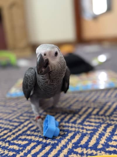 African Grey Parrot