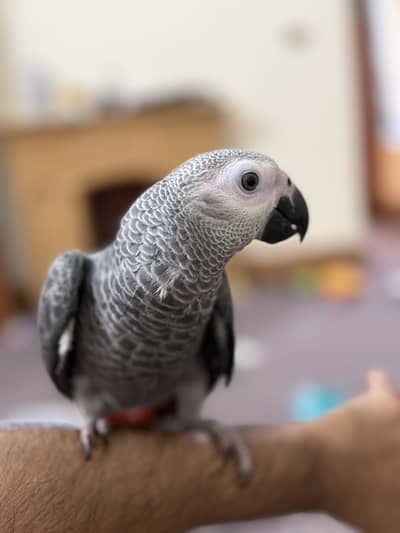 African Grey Parrot