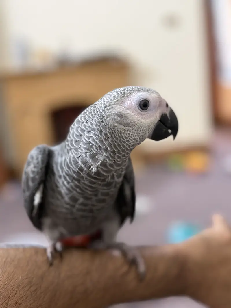 African Grey Parrot — photo 2