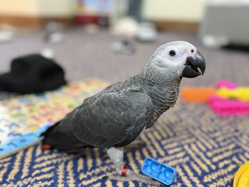 African Grey Parrot — photo 3