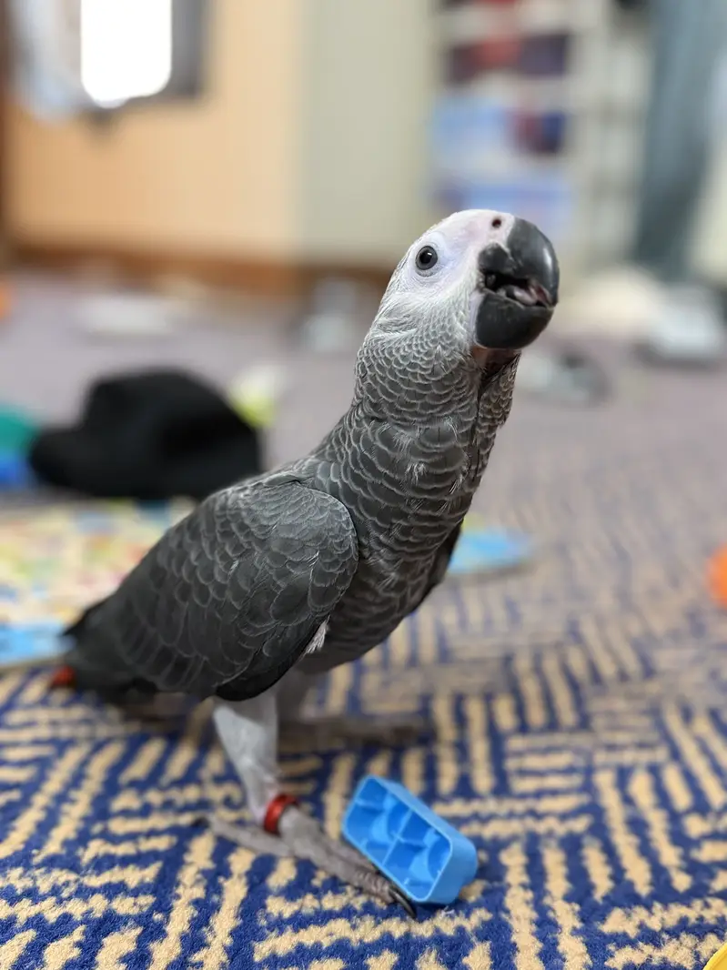 African Grey Parrot — photo 4