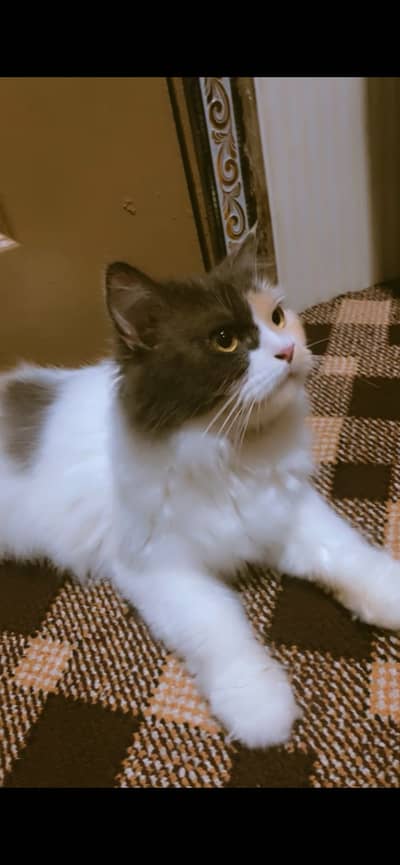 Persian cat
