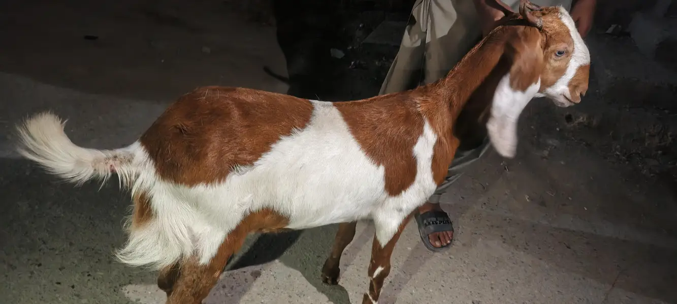 Tapri Female hai abhi cross krwai hai — photo 2