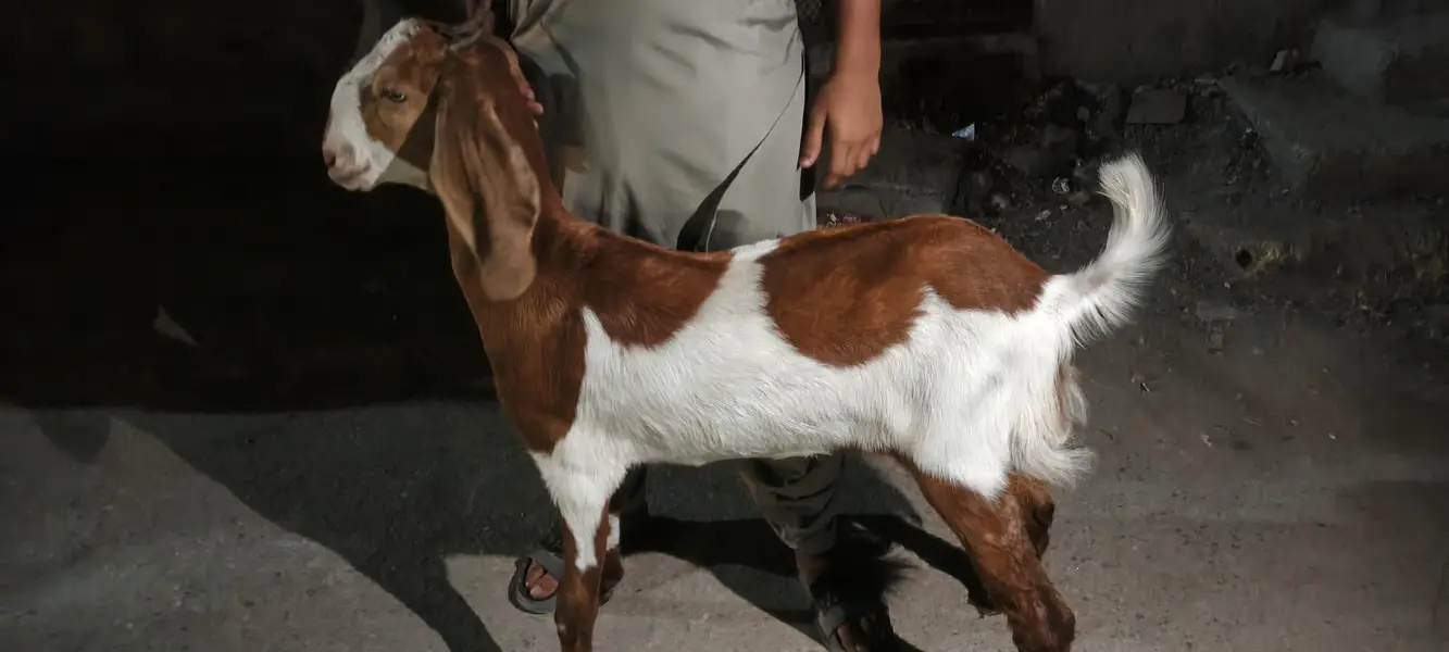 Tapri Female hai abhi cross krwai hai — photo 3