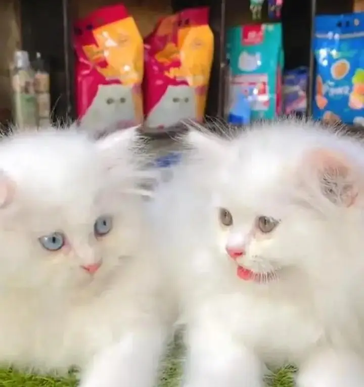 (Persian female kitten) (for sale all) (Pakistan delivery available) — photo 2